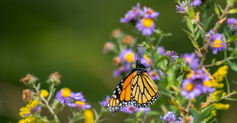 Monarch Butterfly Feeding from New England Aster