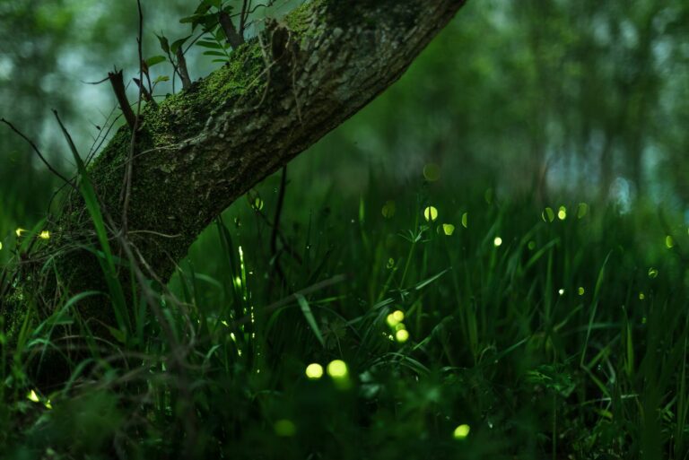 fireflies
