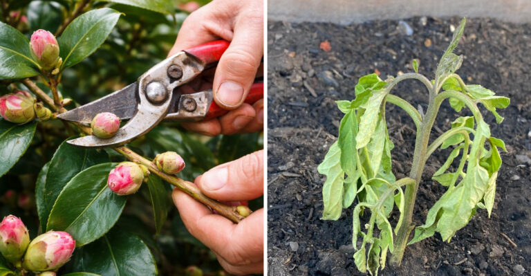plant pruning and wilted seedling