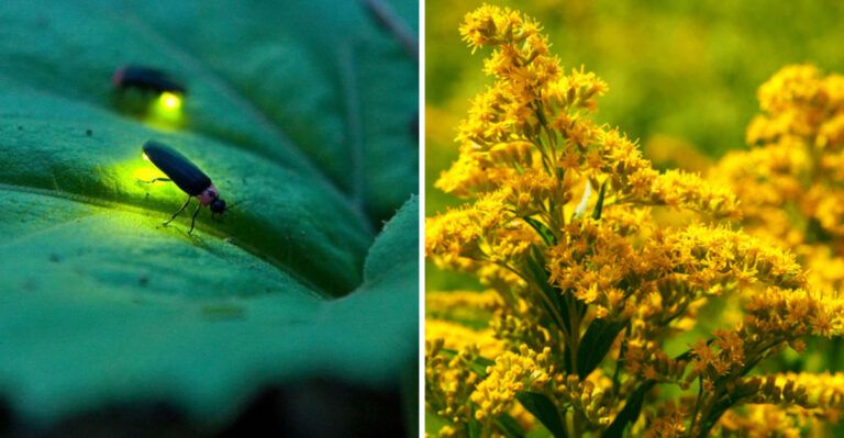 firefly and goldenrod