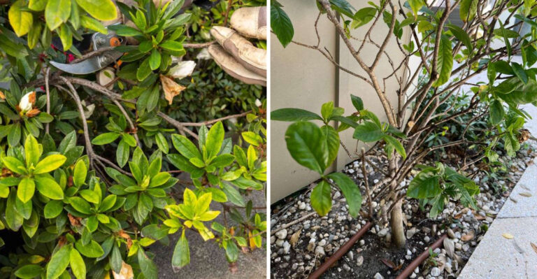 pruned azalea and gardenia