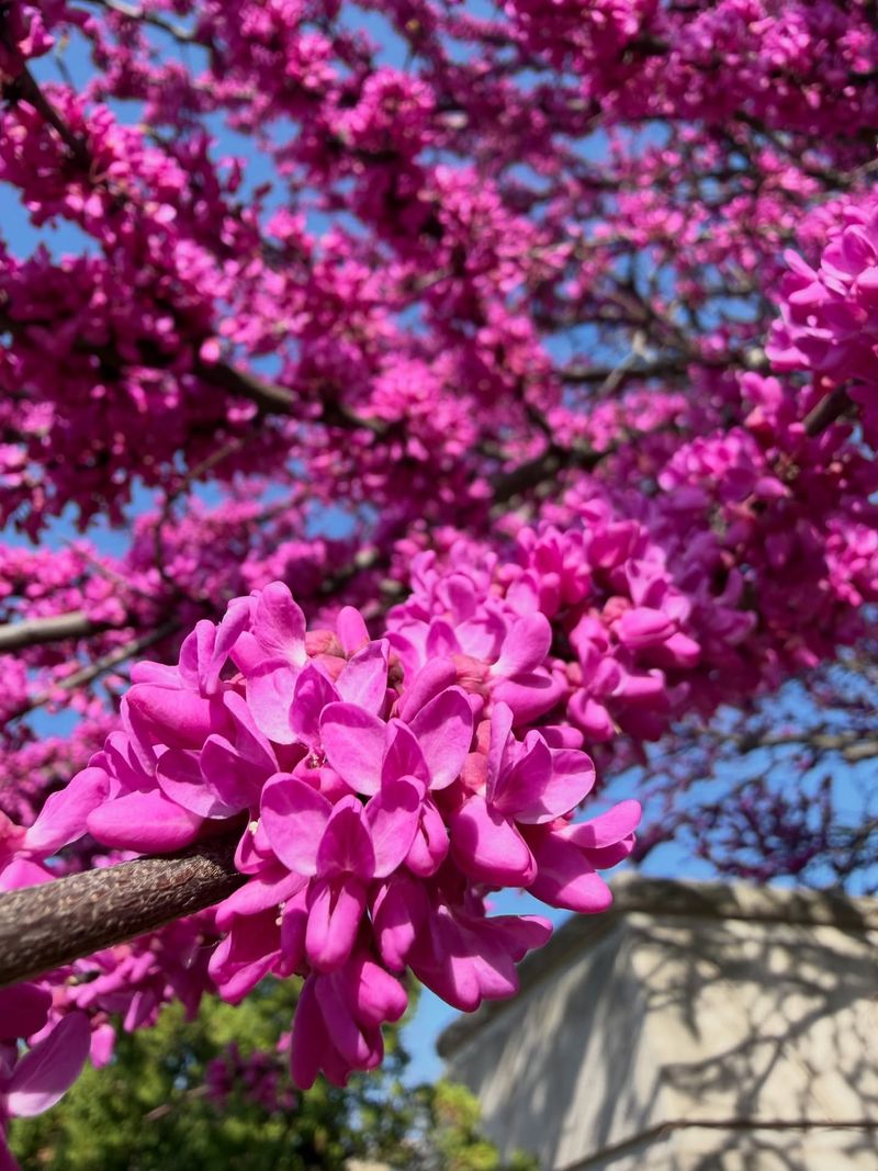 Eastern Redbud Grows In Moist Soil Where Fireflies Begin To Emerge