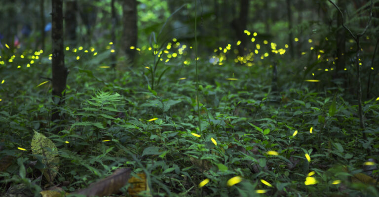 Fireflies (featured image)