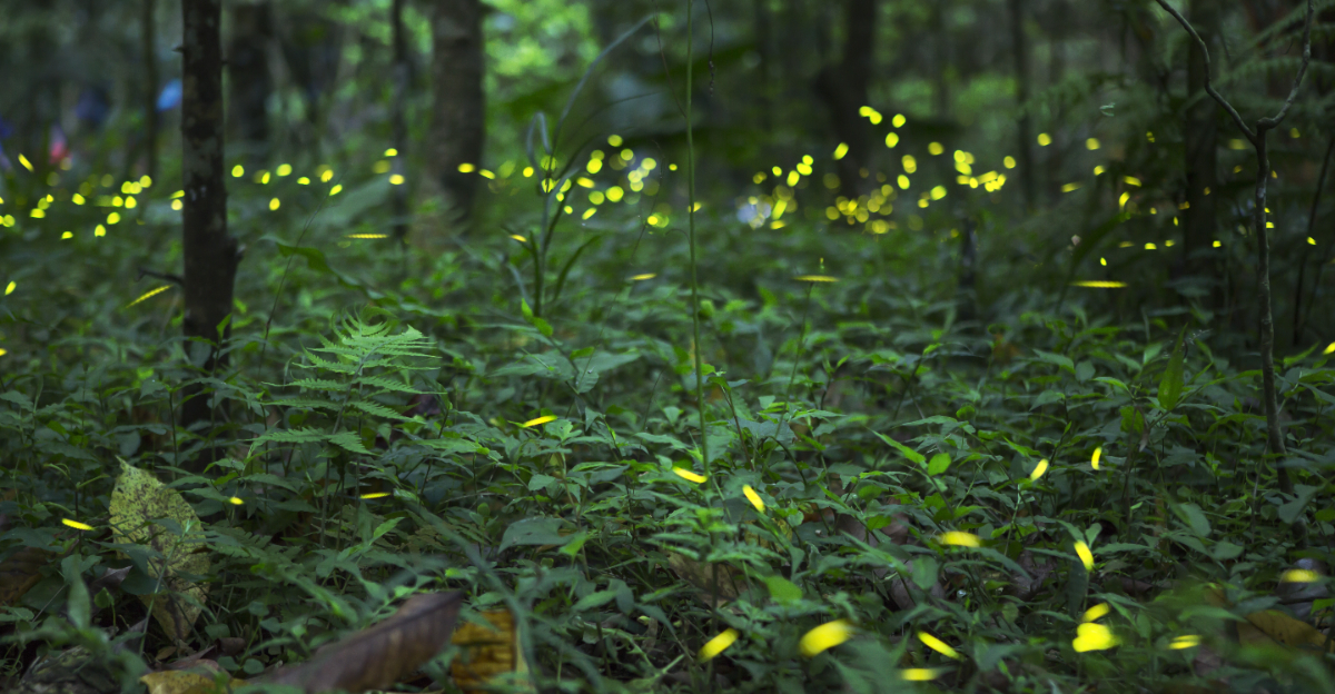 Fireflies (featured image)