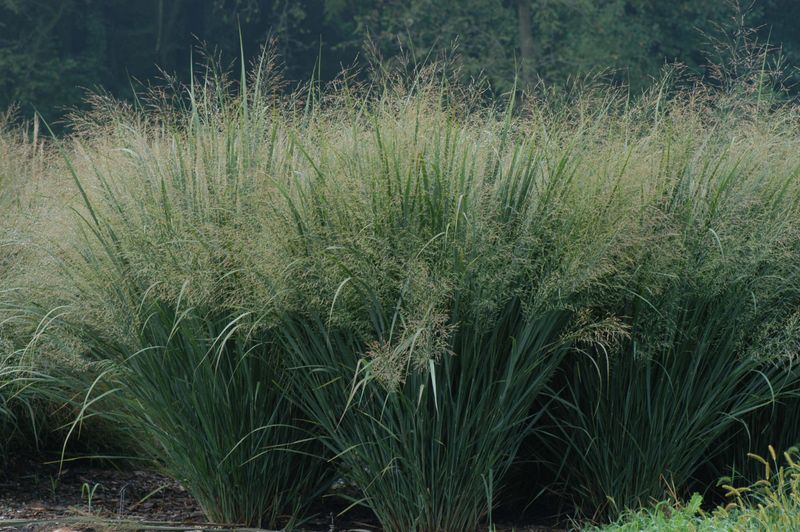 Switchgrass For Moist Shelter And Larval Cover