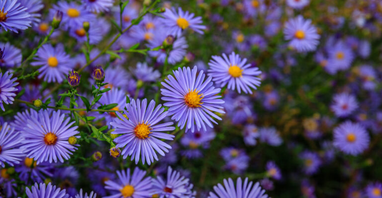 These Are The 8 Michigan Plants That Help Fireflies Complete Their Life Cycle