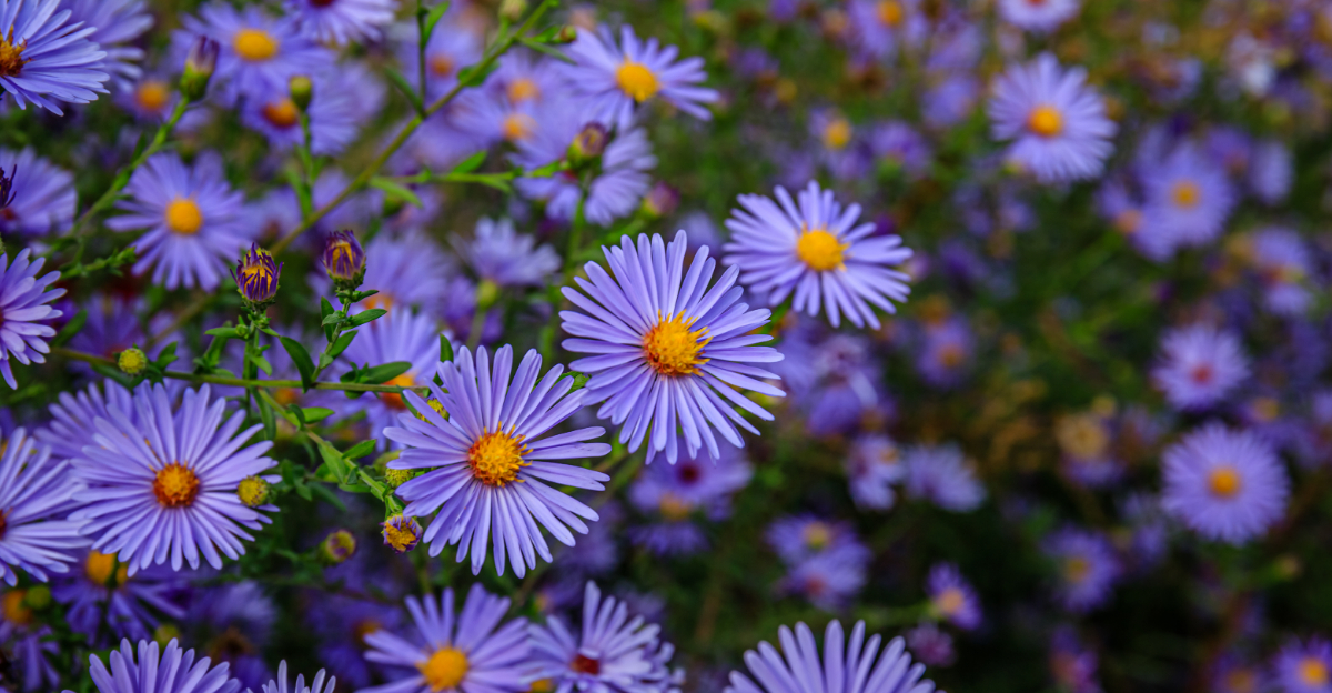 These Are The 8 Michigan Plants That Help Fireflies Complete Their Life Cycle