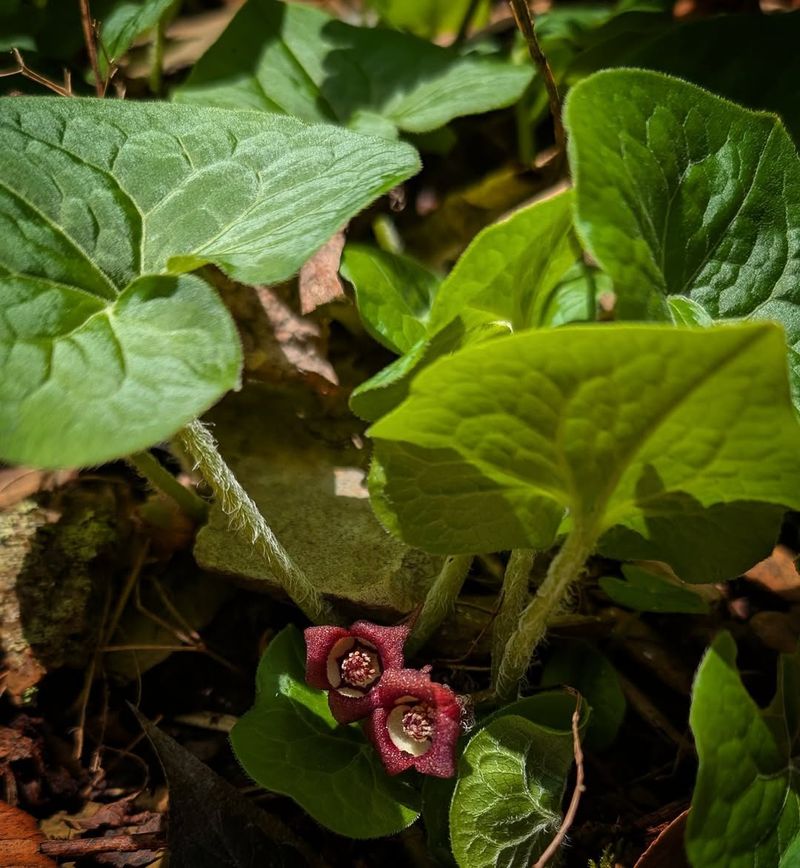 Wild Ginger (Asarum Canadense)