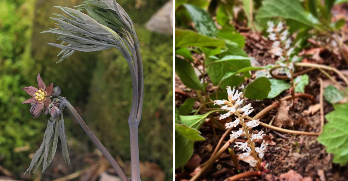 Blue Cohosh and Allegheny Spurge