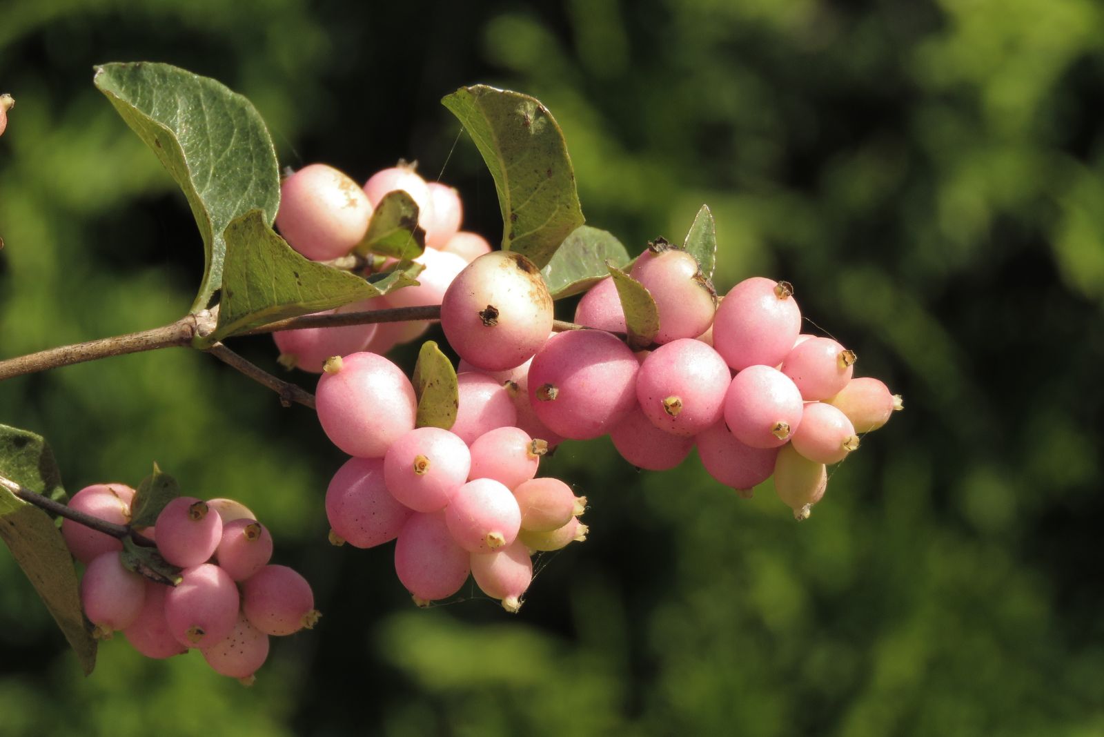 coralberry