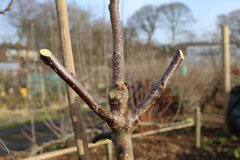 Apple Trees Benefit From Early Spring Structural Pruning