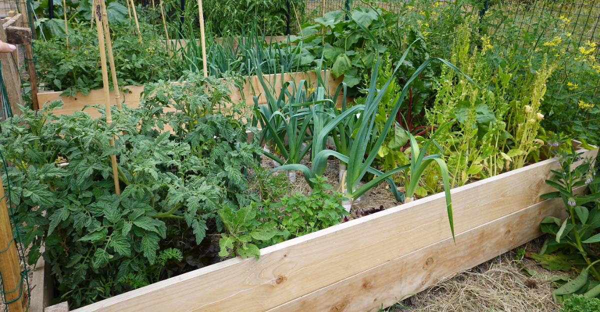 raised bed garden