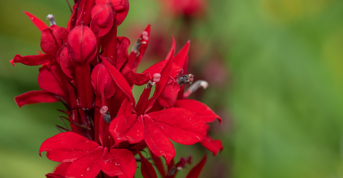cardinal flower