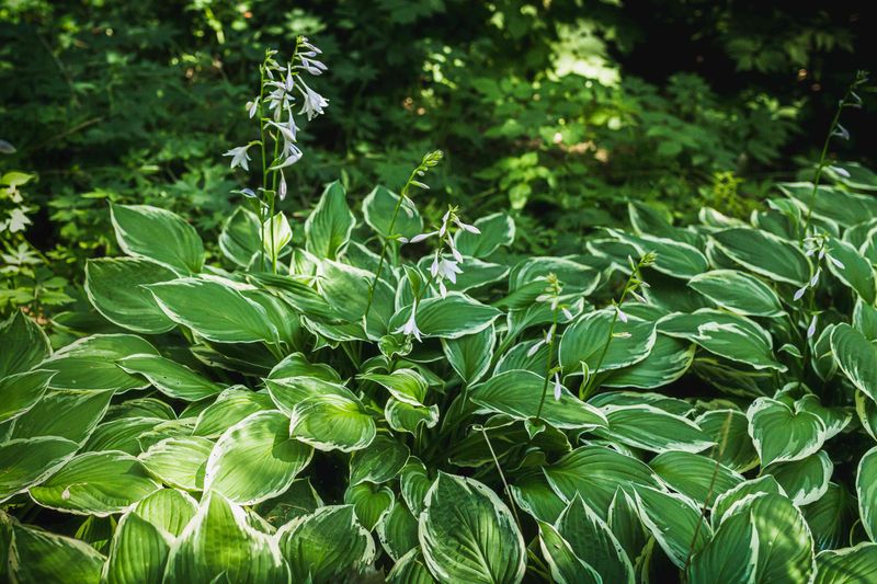 Fill Bare Shade With Hostas