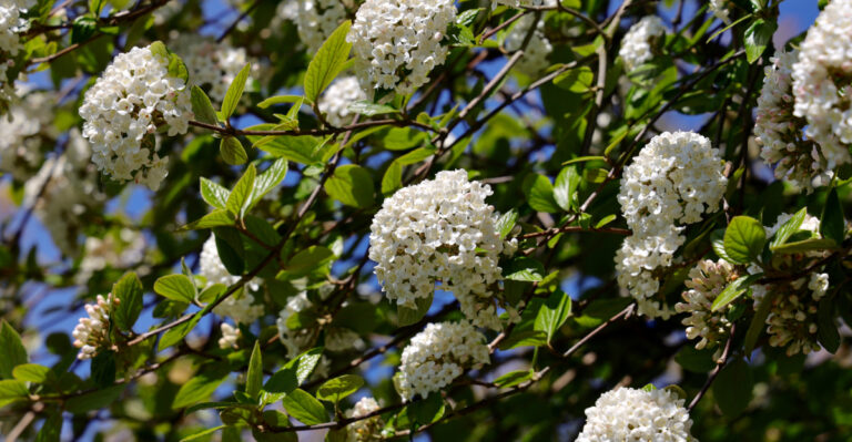 viburnum