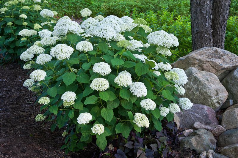 Smooth Hydrangea Settles In Fast With Spring Planting