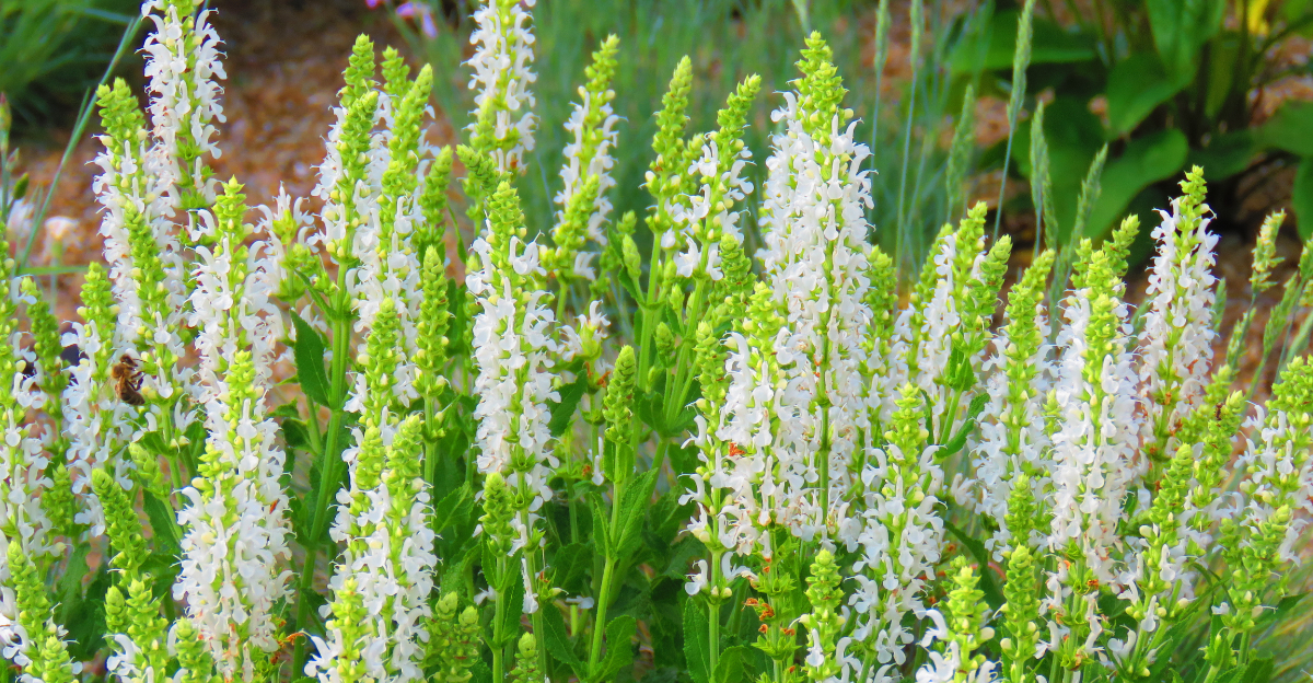 summersweet shrub in bloom