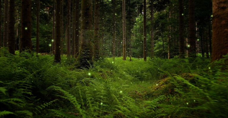 These Are The 8 Texas Plants That Help Fireflies Complete Their Life Cycle