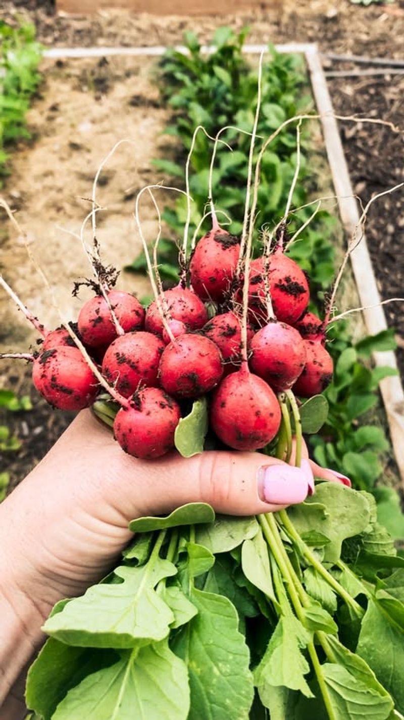 Radishes Win The Race Every Time