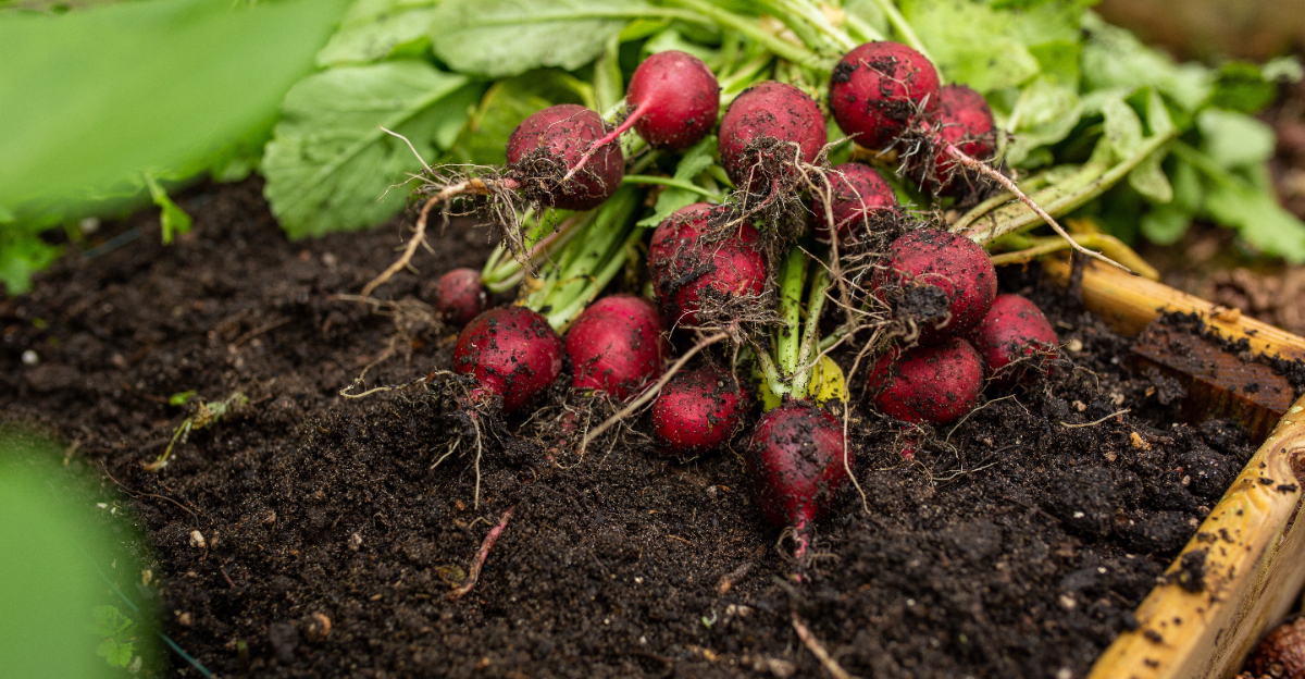 radishes in raised bed