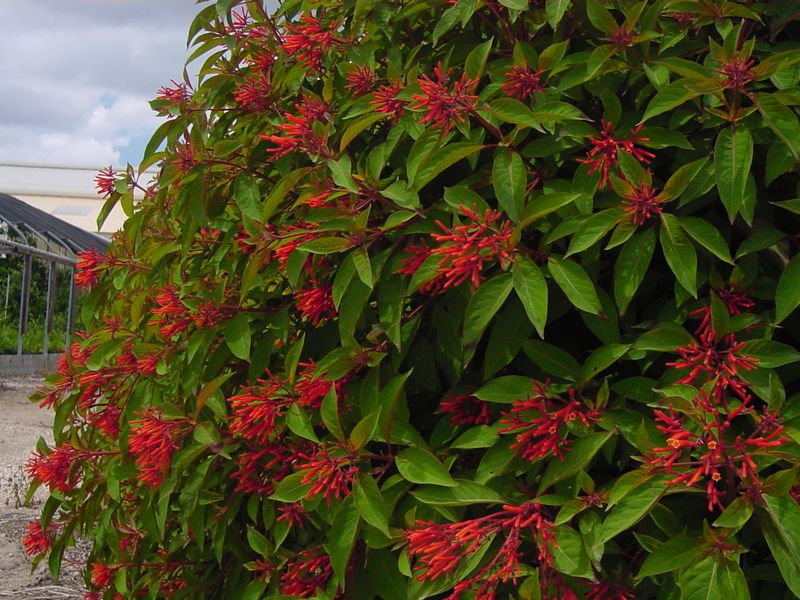 Start With Firebush For Heat Loving Color That Lasts