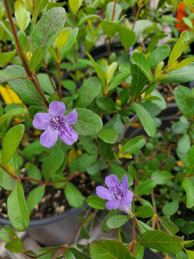 Twinflower Spreads Soft Color In Light Shade