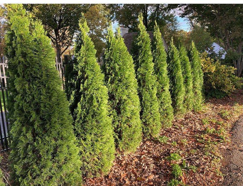 Arborvitae Forms A Dense Evergreen Privacy Wall