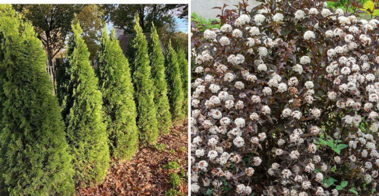 These Are The 9 Tall Plants That Create Natural Privacy In Pennsylvania