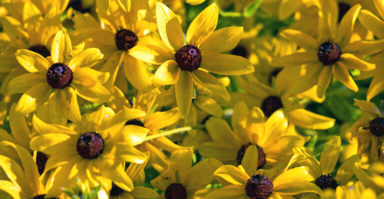 black eyed susans (featured image)