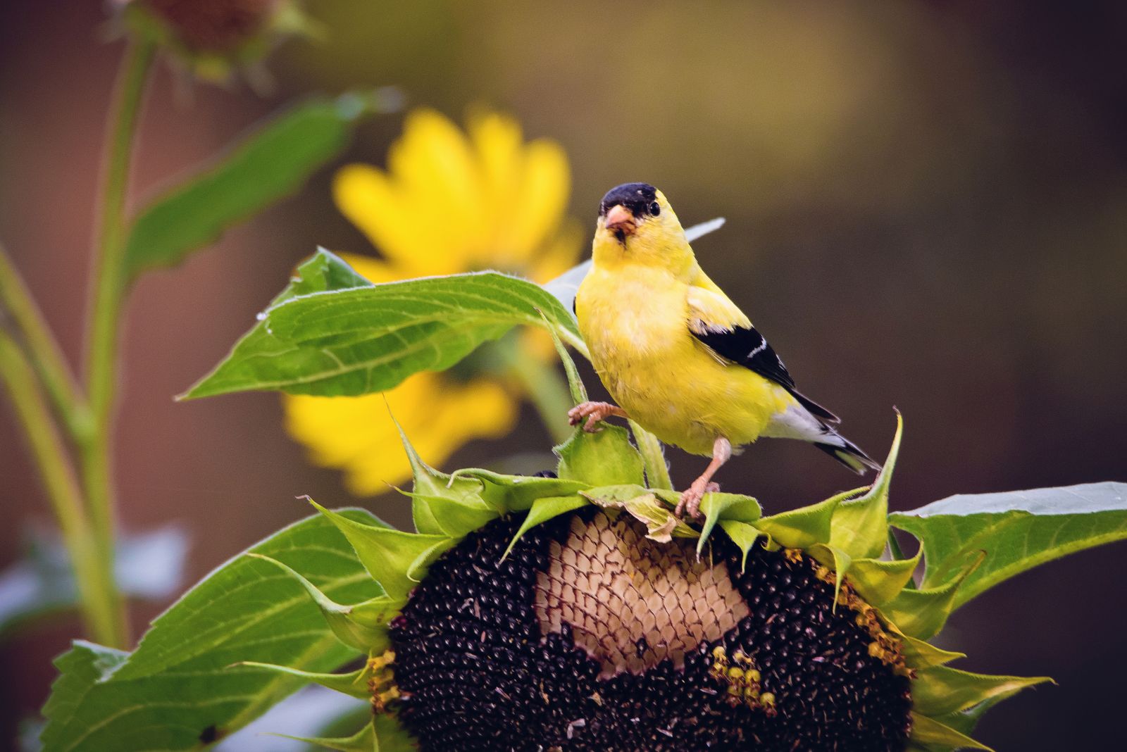 bird on sunflower