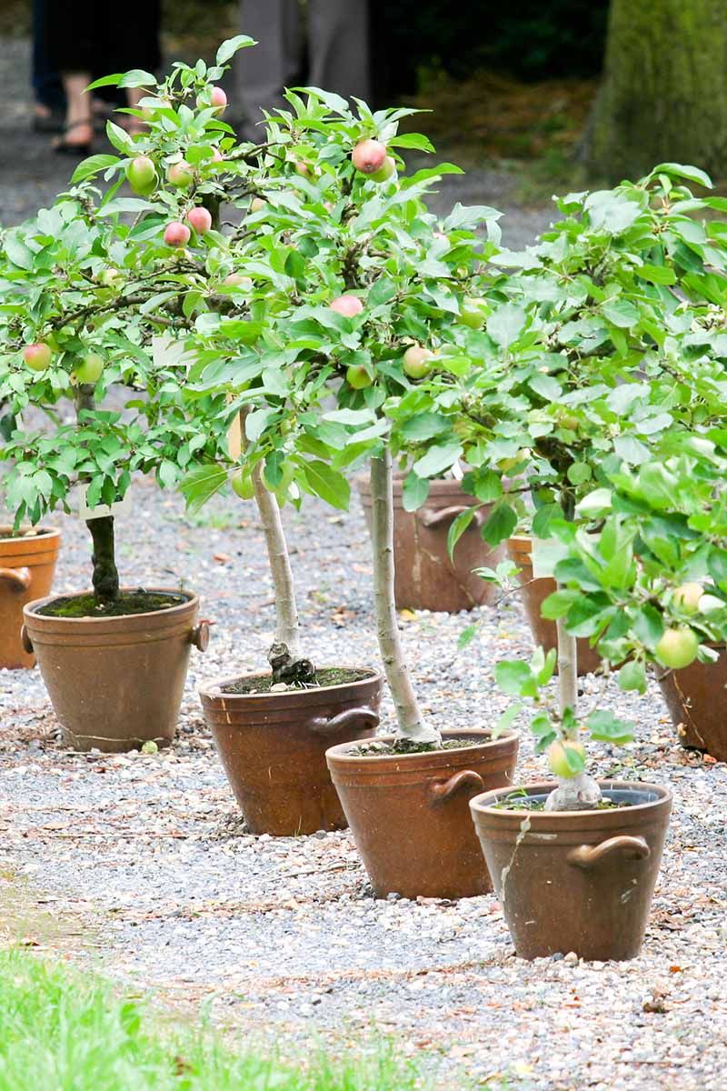Dwarf Apple Trees For Crisp Homegrown Harvests