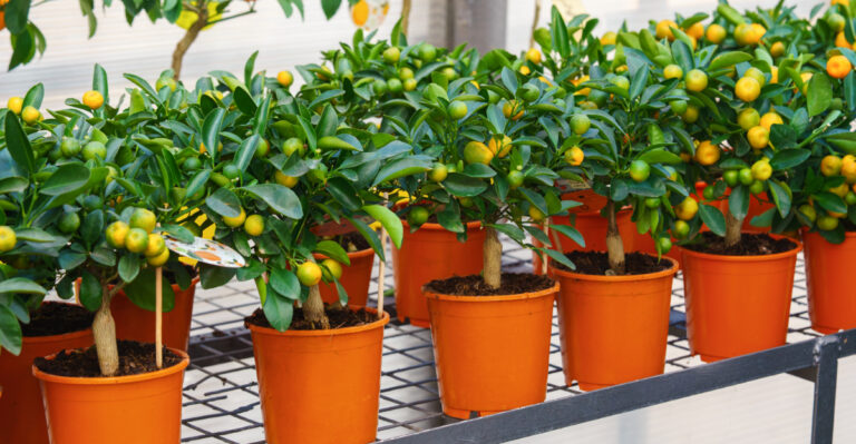 These Are The Best Fruit Trees To Grow In Pots In Ohio