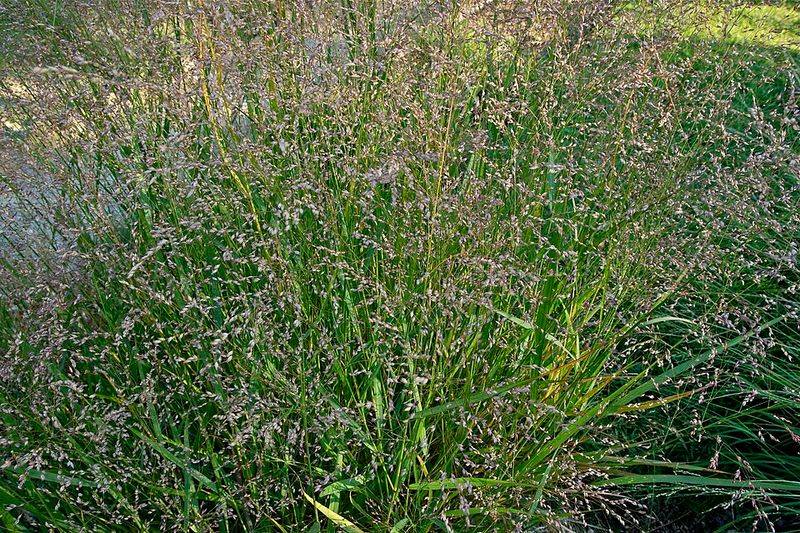 Switchgrass Creates Shelter At Ground Level