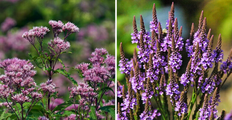 These Are The Best Native Ohio Plants For Supporting Fireflies