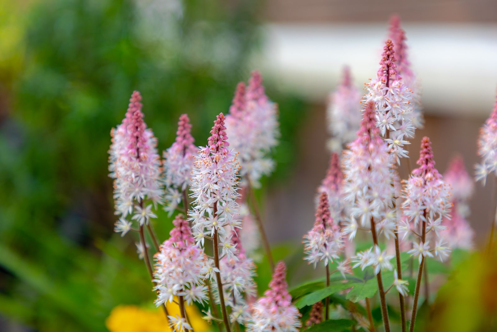 foamflower