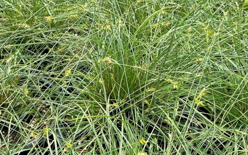 Texas Sedge (Carex Texensis)