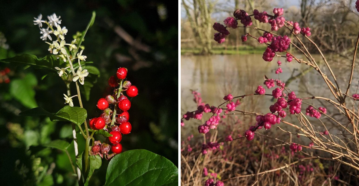 Pigeonberry and Coralberry