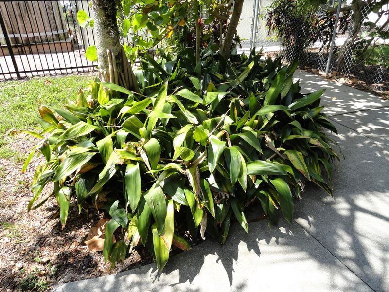 Cast Iron Plant Thrives In Deep Shade