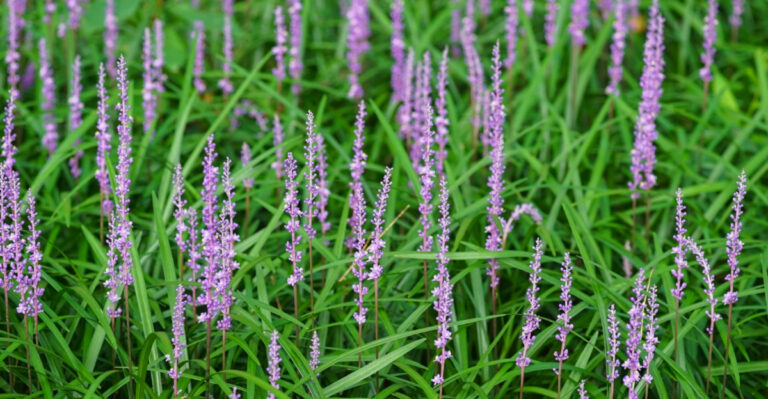 These Are The Best Plants That Thrive Under Shade Trees In Florida