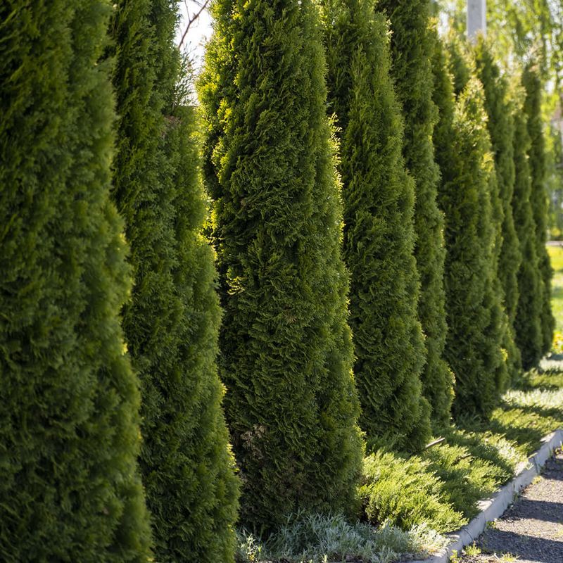 Arborvitae (Thuja Occidentalis)
