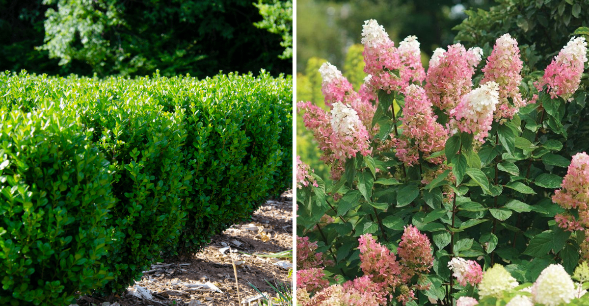 Boxwood and Panicle Hydrangea