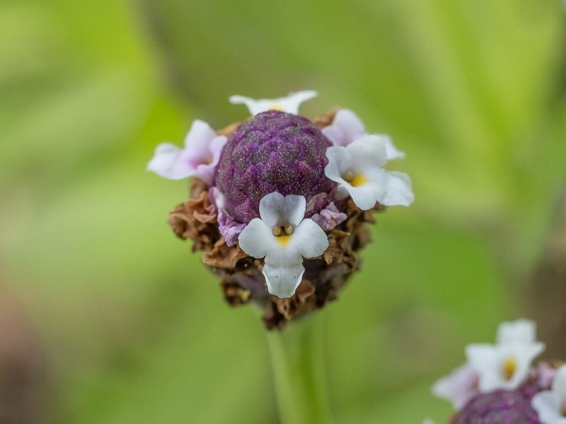 Frogfruit Forms A Cool Living Carpet Near The Soil