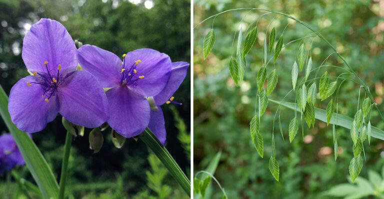 These Are The Best Texas Perennials For A Firefly-Friendly Yard