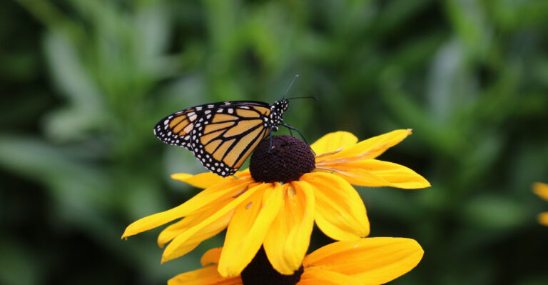 These Are The California Plants That Help Butterflies Complete Their Full Life Cycle