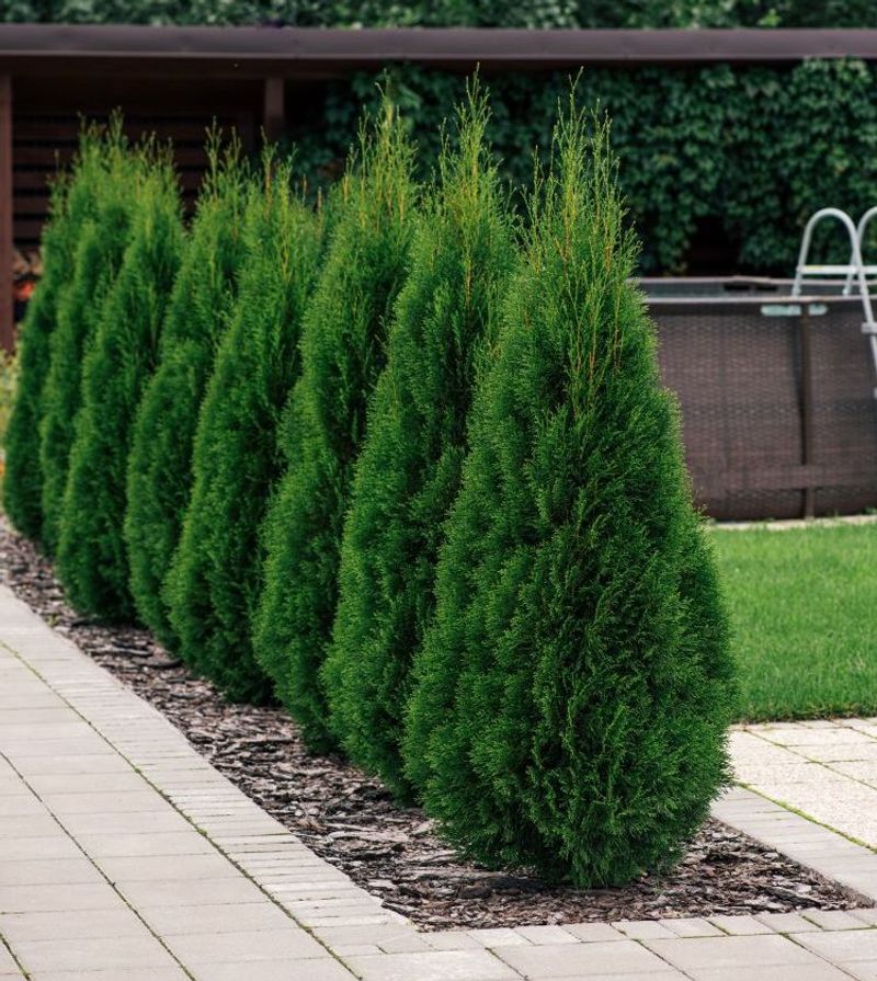 Arborvitae Creates A Dense And Easy Evergreen Screen
