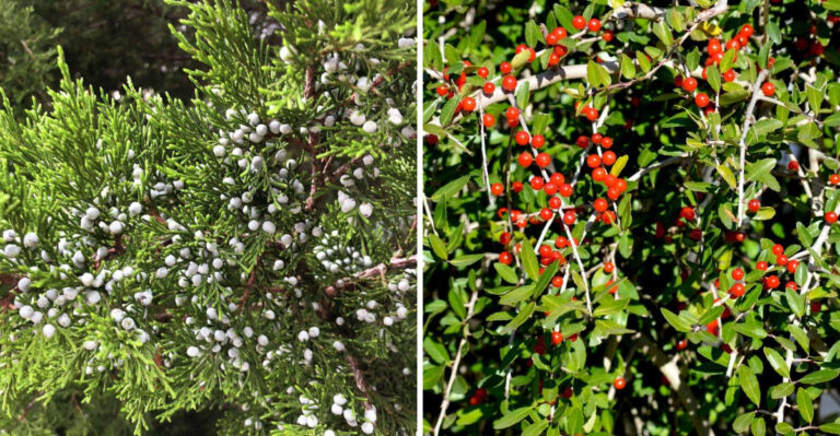 eastern red cedar and yaupon holly