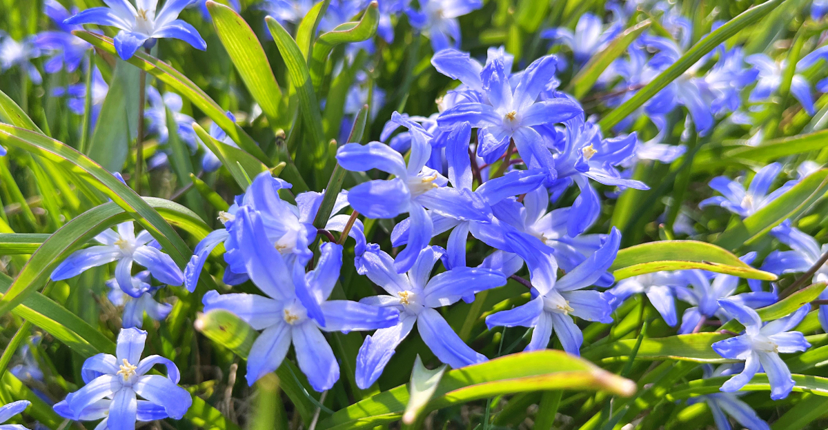 blue flowers