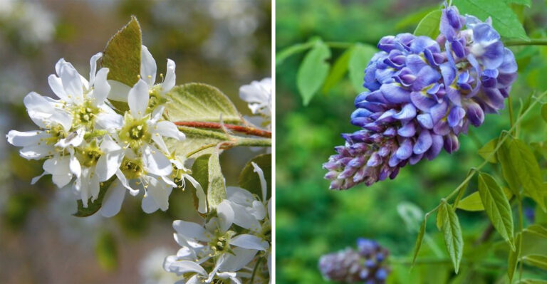 These Are The First Plants North Carolina Gardeners Should Fertilize In April
