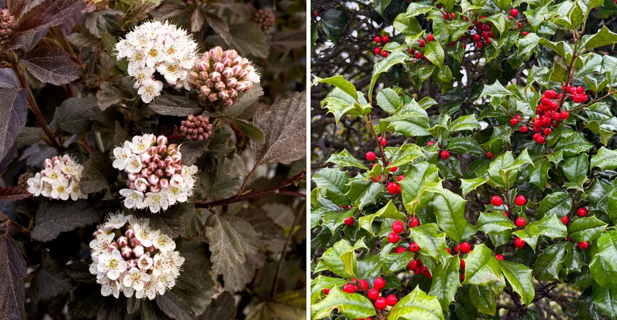 ninebark and american holly