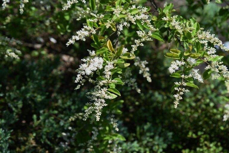 chinese privet